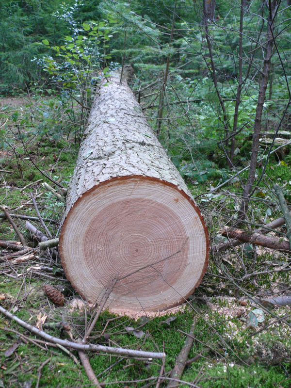 perceiving the affordances a portrait of